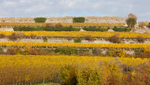 Weinberg Bad Duerkheim