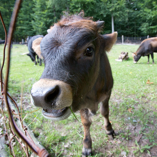 Ein Auerochsen Jungtier welches aus sehr geringer Entfernung genau in die Kamera schaut. Es hat kleine Hörner und etwas Gras im Maul.
Im Hintergrund sieht man zwei ausgewachsene Auerochsen.