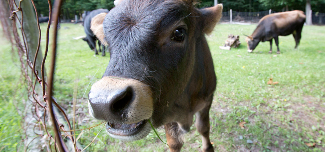 Ein Auerochsen Jungtier welches aus sehr geringer Entfernung genau in die Kamera schaut. Es hat kleine Hörner und etwas Gras im Maul.Im Hintergrund sieht man zwei ausgewachsene Auerochsen.