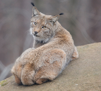 Ein Luchs liegt auf einem Stein. Er schaut über seine Schulter. 