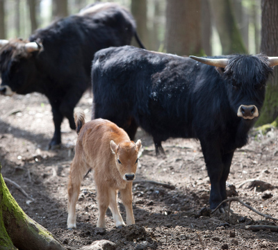 Man sieht drei Auerochsen aus dem Wildpark Kaiserslautern. Eines ist ein Kalb und steht neben einem anderen Tier, welches allerdings ausgewachsen ist. Das dritte Tier steht weiter hinten.