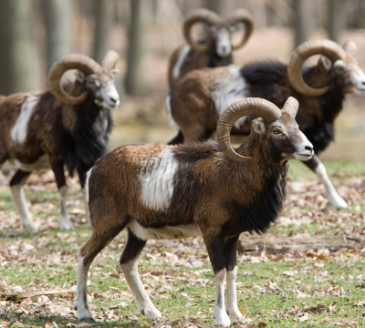 Man sieht vier Mufflons auf einer Wiese im Wildpark Kaiserslautern.