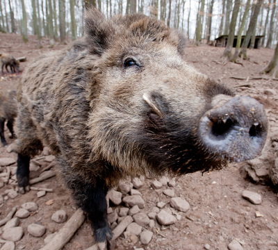 Man sieht ein Wildschwein aus dem Wildpark. 