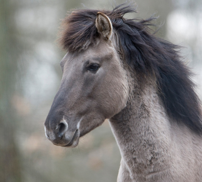 Man sieht den Hals und Kopf eines Wildpferdes mit grau-braunem Fell und der schwarzen Mähne.