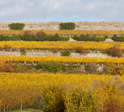 Weinberg (Spielberg) mit Weinreben bei Bad Dürkheim an der Weinstraße