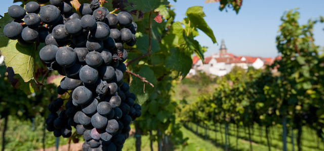 Vine branches at the German Wine Route