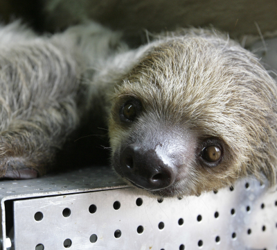 Sloth at the Zoo 