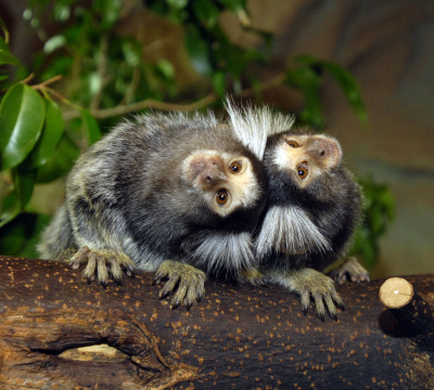 Zwei Affen im Zoo Kaiserslautern nebeneinander sitzend auf einem Baumstamm bzw. Ast.