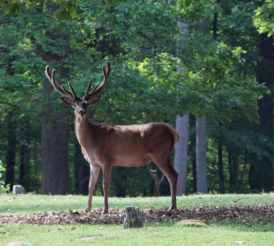 Deer at the Game Park