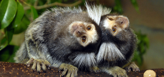 Two monkeys at the Zoo