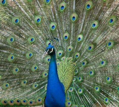 Ein Pfau, der sein Rad schlägt