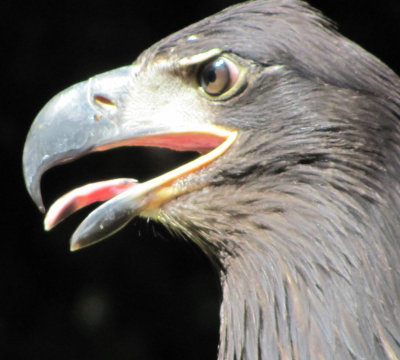 Eagle at the Zoo