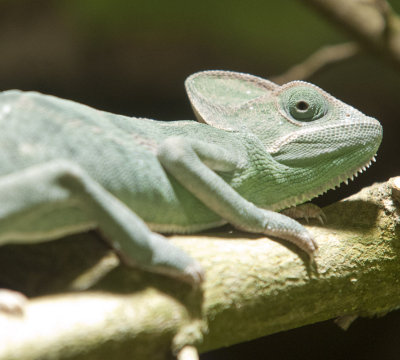 Chameleon at the Zoo