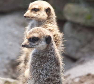 Zwei Erdmännchen auf der Lauer.