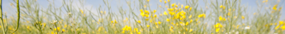 Eine sommerliche Wiese mit Mohnblüten