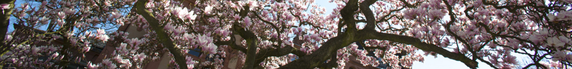 Ein blühender Magnolienbaum.