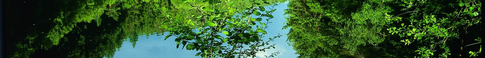 Der Wald spiegelt sich in der stillen Wasseroberfläche des Jagdhausweihers.