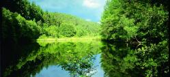 Der Wald spiegelt sich in der stillen Wasseroberfläche des Jagdhausweihers.