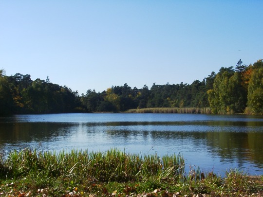 Die Oberfläche des Vogelwoogs ist leicht gekräuselt. Rund um das Ufer wachsen Bäume, Büsche und Wiese. © Stadt Kaiserslautern