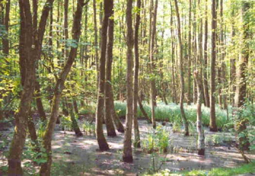 Erlensumpfwald am Tierpark in Siegelbach
