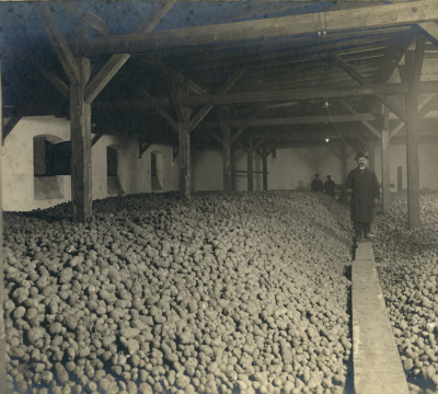 Ein gesamter Lagerraum voller Kartoffeln. In der Mitte befinden sich Holzplanken, damit man sich hierauf durch den Raum bewegen kann ohne die Kartoffeln zu zerstören.