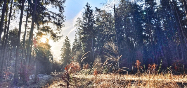 Eine Aufnahme im Pfälzerwald am Rande eines Weges.