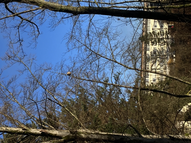 Nest der Asiatischen Hornisse © Stadt Kaiserslautern