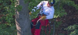 Waldarbeiter hängt im Baum