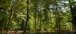 Eine Lichtung im Wald