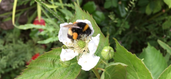 Hummel auf Blüte