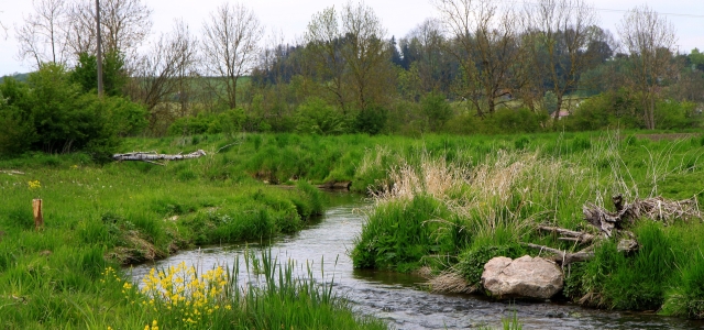 Wiesenlandschaft mit Bachlauf